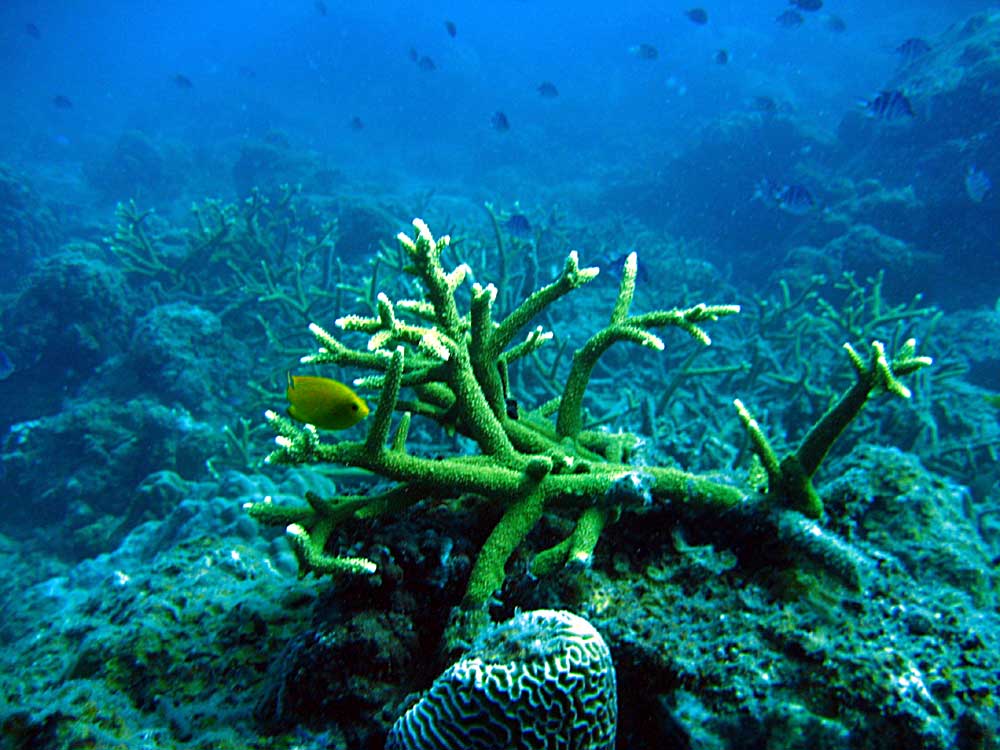 IMG 0317 branching-coral