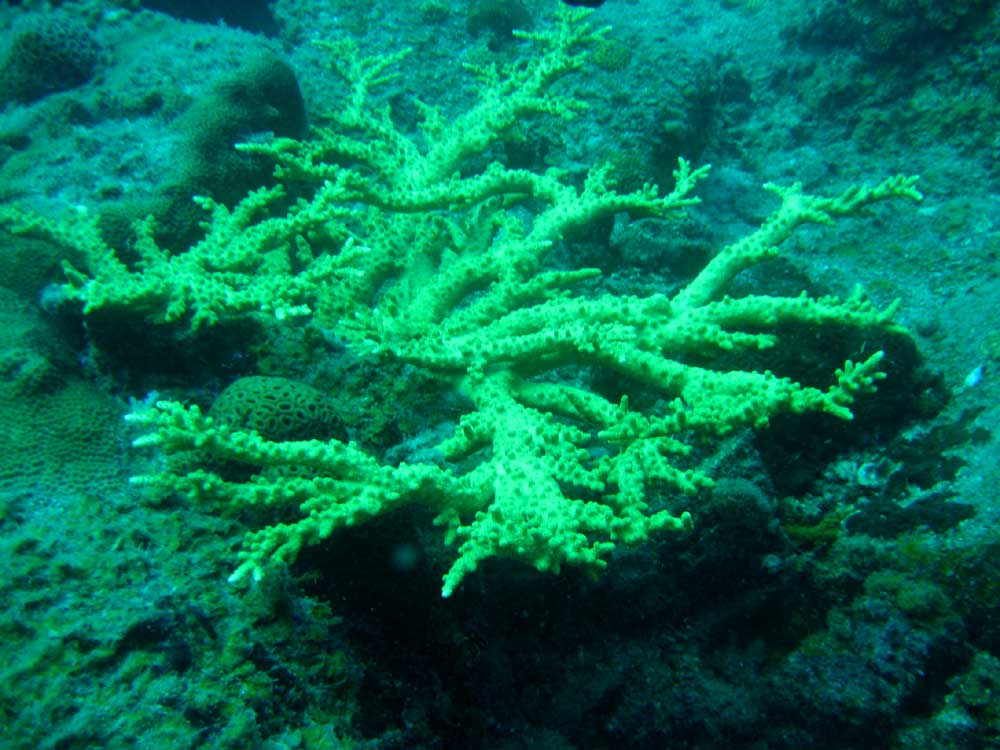 IMG 0411branching-coral