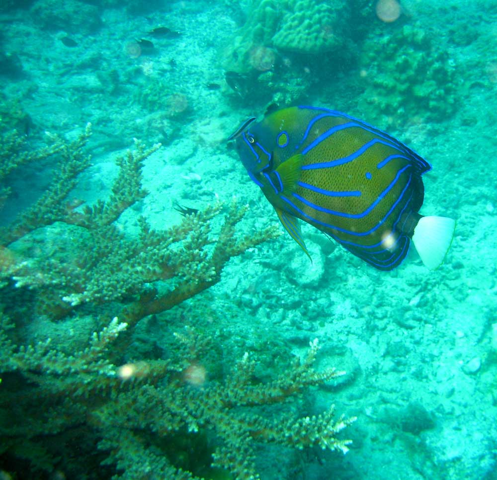 IMG 0425 blue-fish