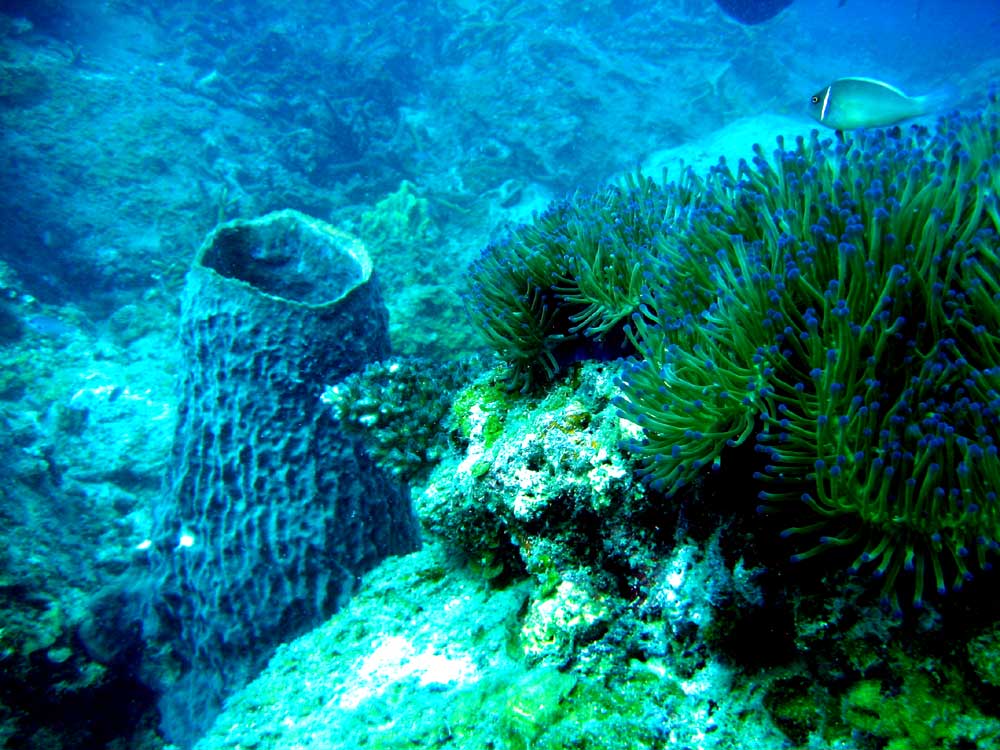 IMG 0430 pitcher-coral anemone