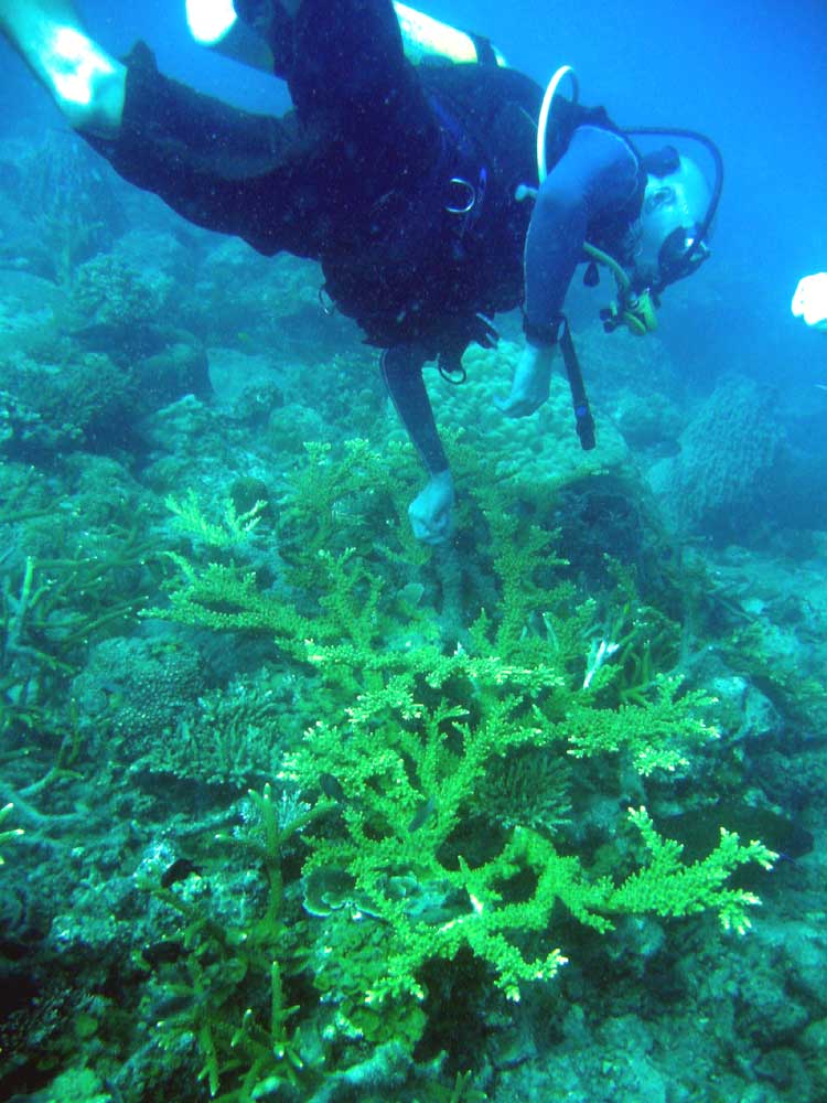 IMG 0439 diver_branching-coral