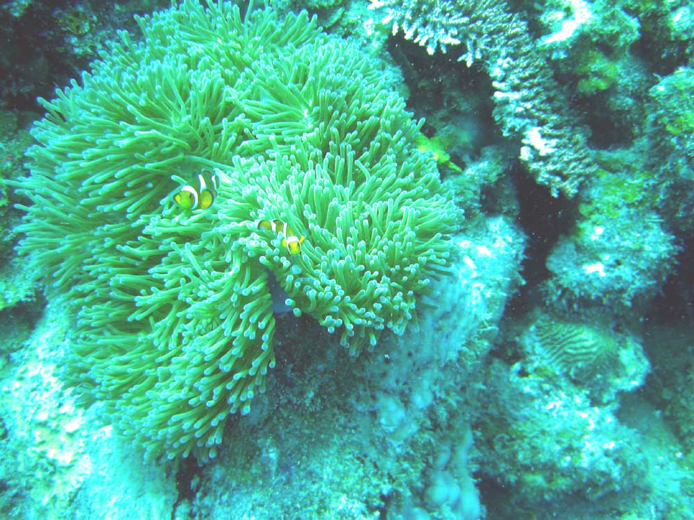 IMG 0460 anemone fish