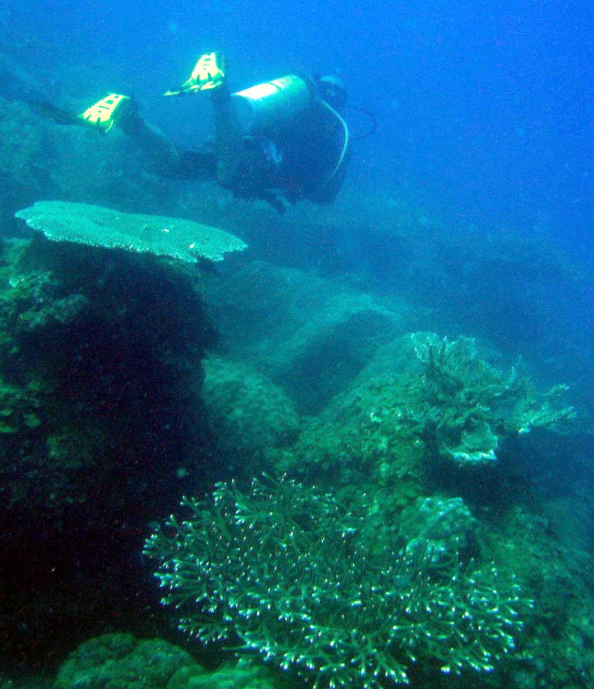 IMG 0483 diver corals