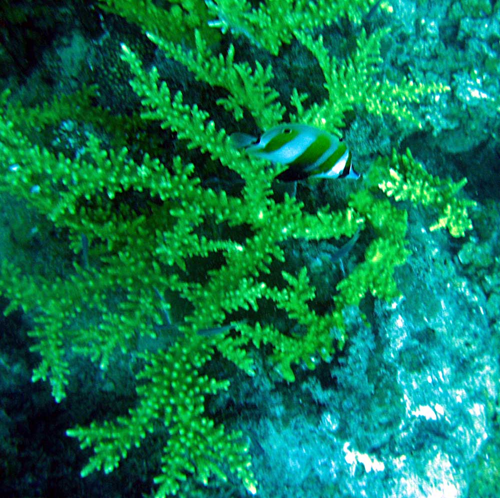 IMG 0515_branching-coral fish
