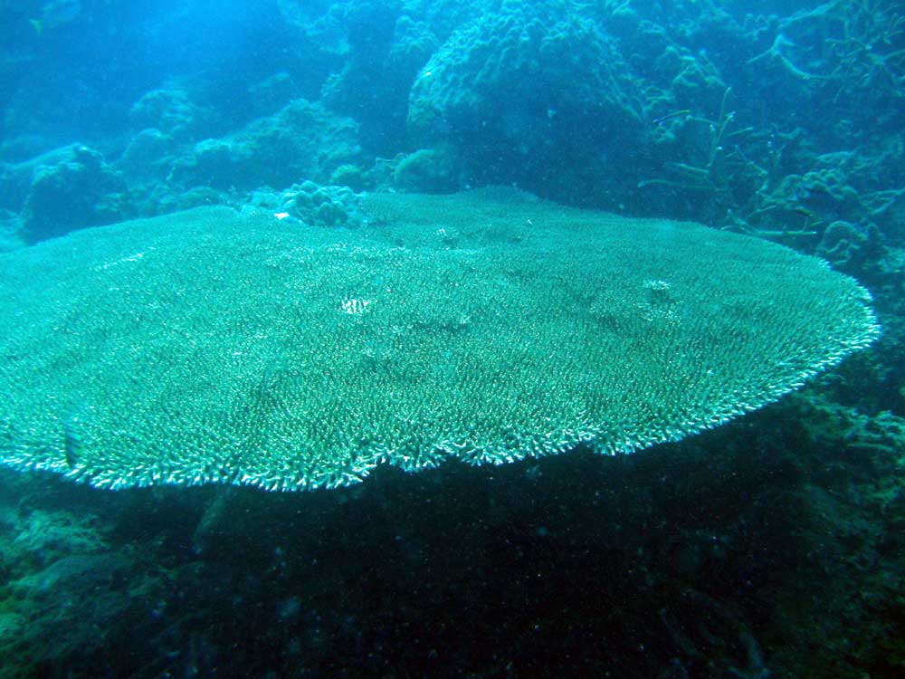 IMG 0517 plate-coral