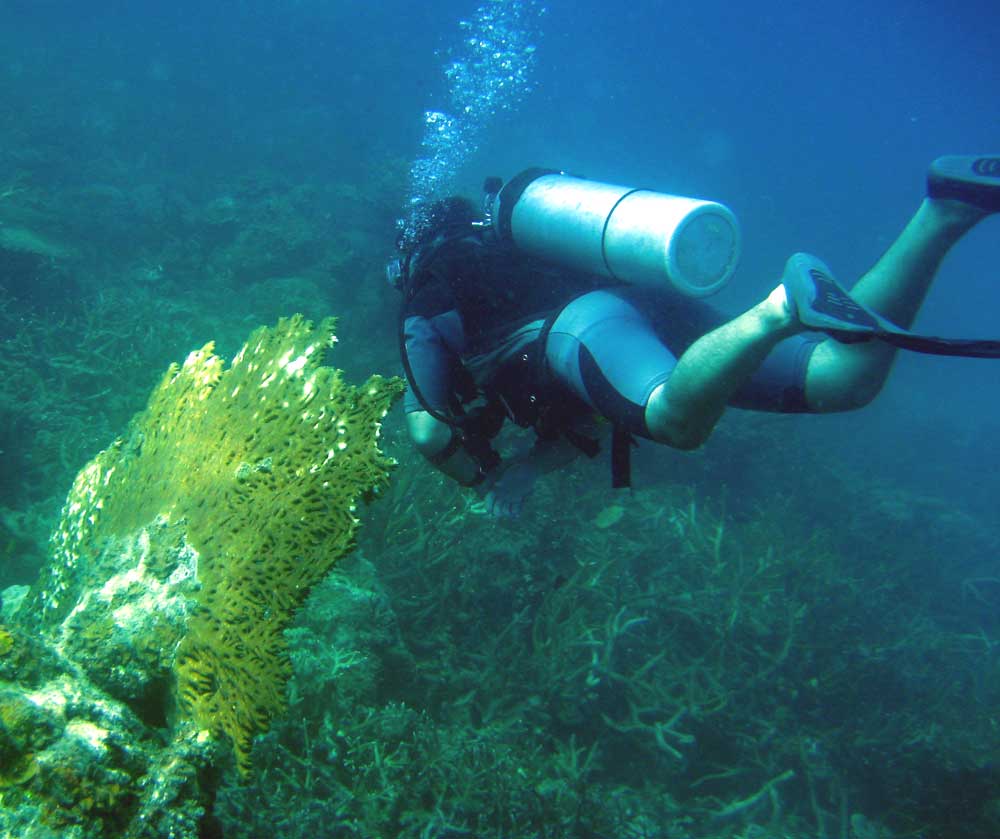 IMG 0543 diver fan-coral