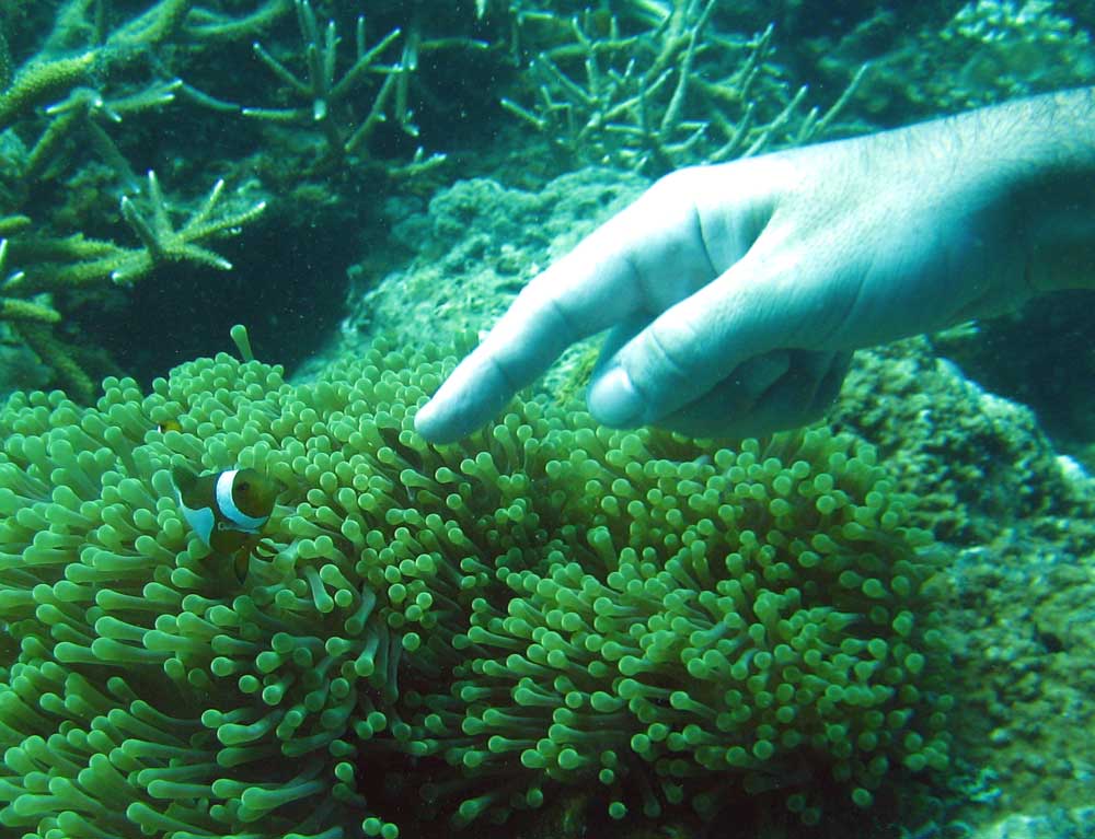 IMG 0558 anemone fish hand