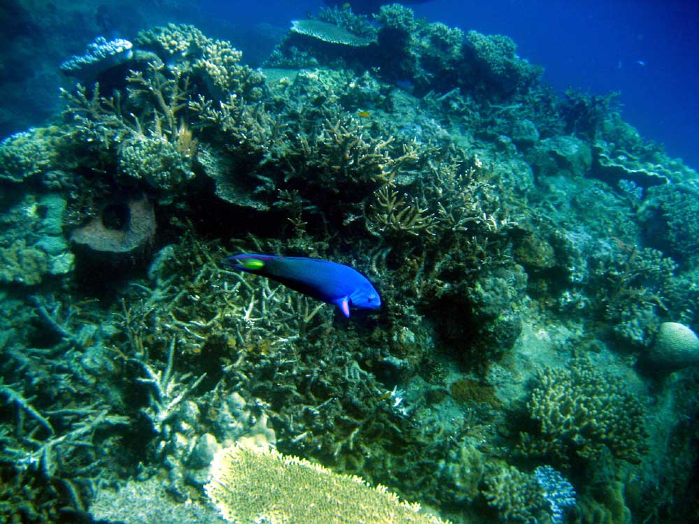 IMG 0591 blue-fish coral