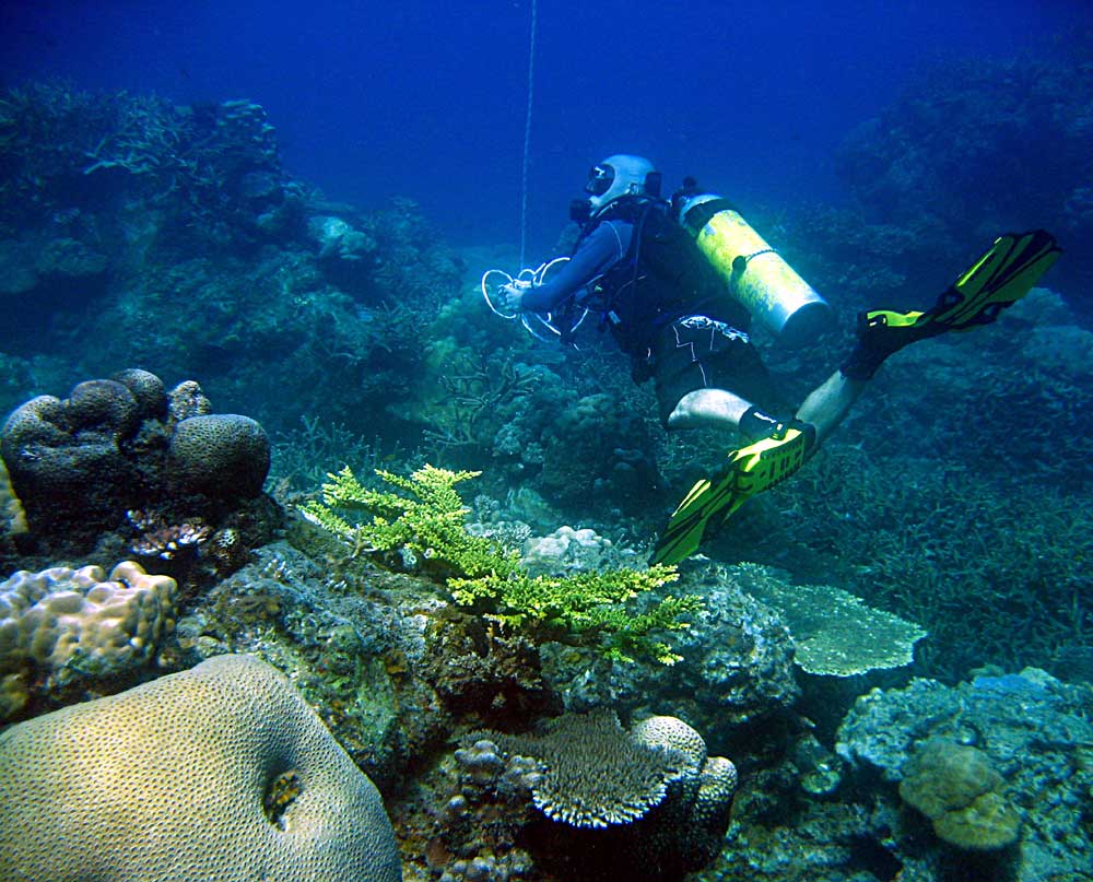 IMG 0596 dive-leader corals