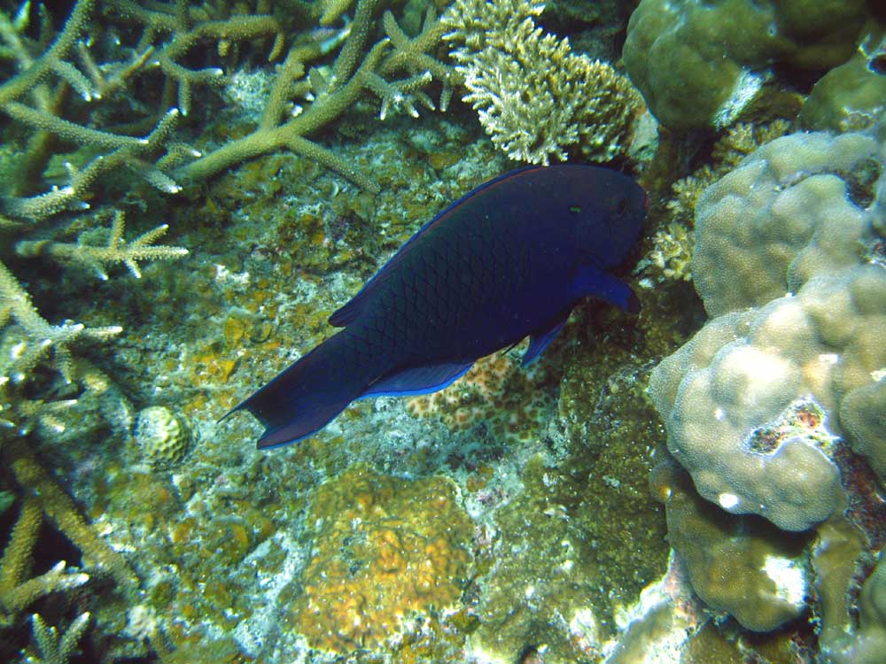 IMG 0600 blue-fish