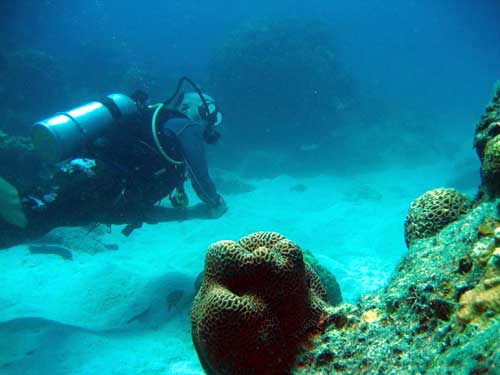 IMG 0656 diver-coral