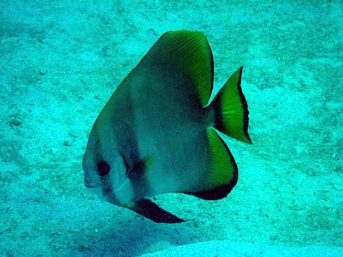 IMG 0673 fish
