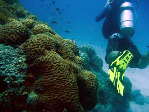 IMG 0685 diver coral