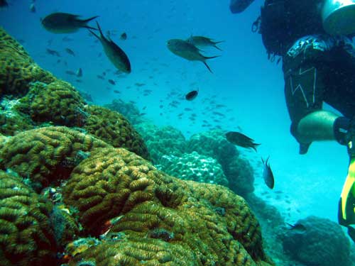 IMG 0686 diver-coral-fish