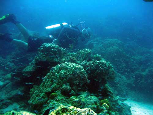 IMG 0693 diver-coral