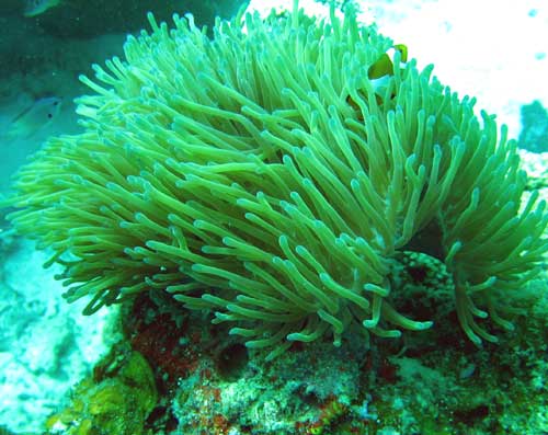 IMG 0710 anemone