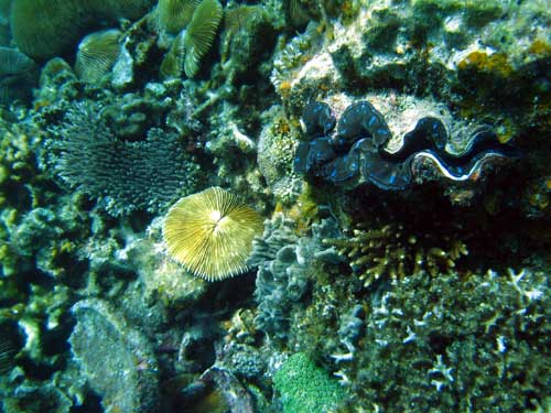 IMG 0758 clam corals