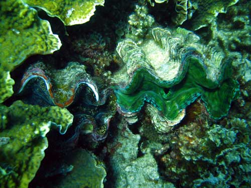 IMG 0770 2-clams