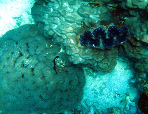 IMG 0788_brain-coral clam