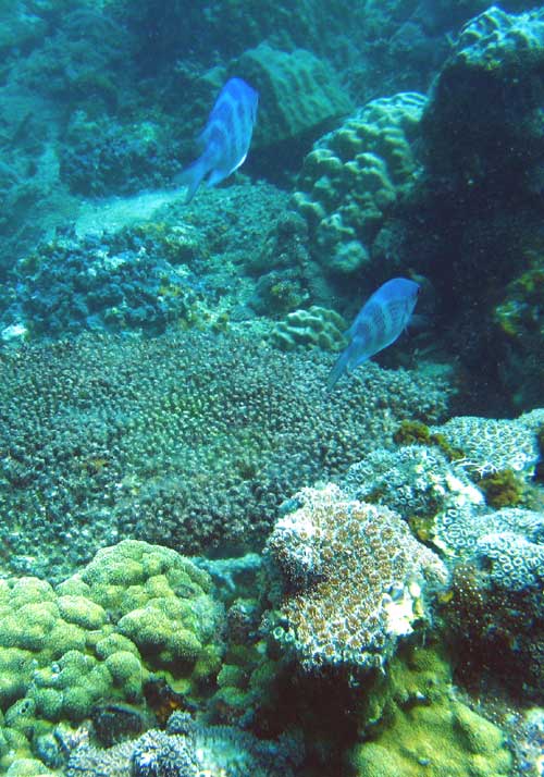 IMG 0790 2-blue-fish