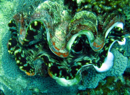 IMG 0793 clam