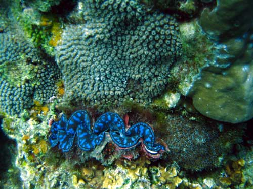 IMG 0804 clam corals