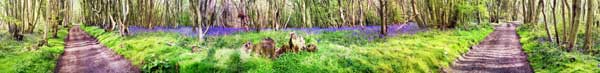 Bluebells, Crundale woods, Kent, UK